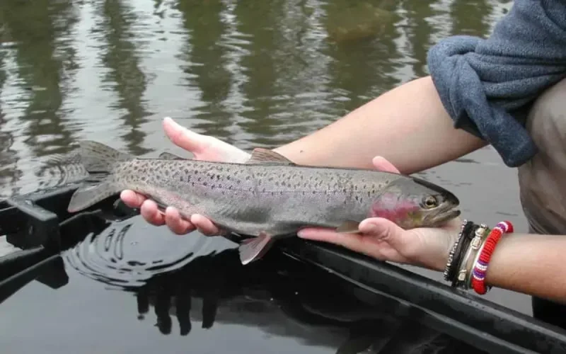 80 000 truites arc-en-ciel lâchées dans le fleuve d'Oum Er-Rbia