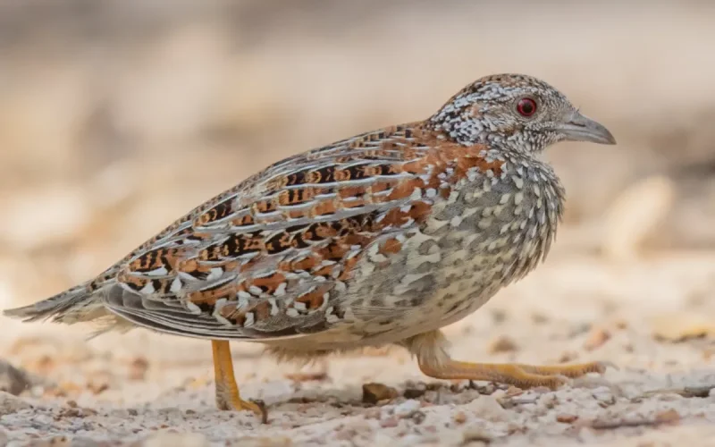 L'Espagne veut rapatrier un oiseau depuis le Maroc pour le sauver