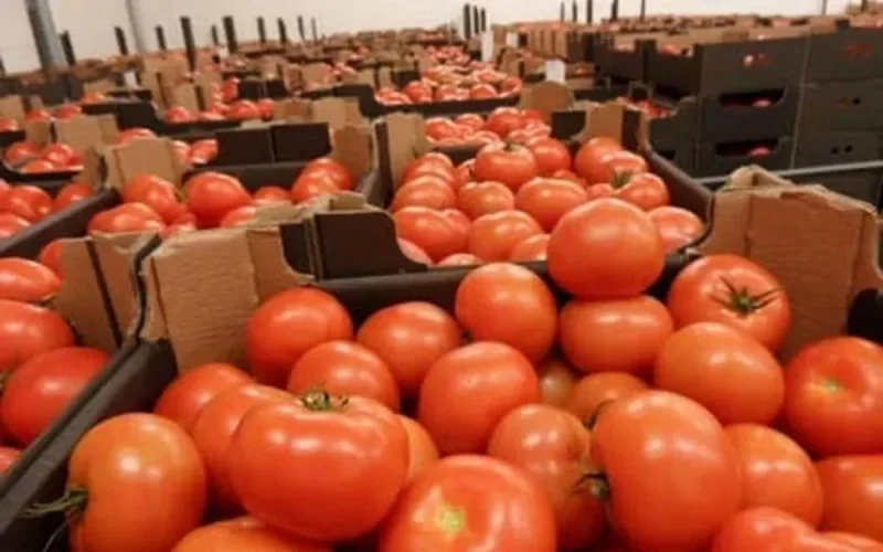 Tomates marocaines : l'Europe durcit le ton