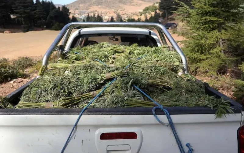 Chakib El-Khayari dit non à la légalisation du cannabis à des fins récréatives