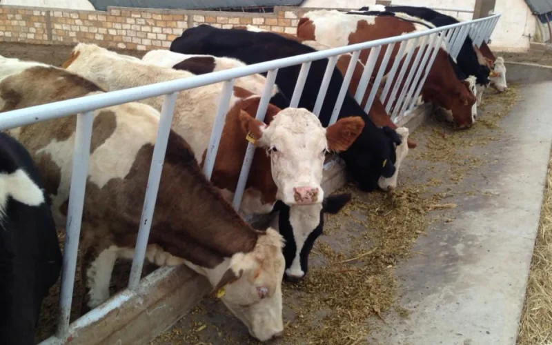 Lait marocain dans les rayons espagnols ? La colère monte chez les agriculteurs