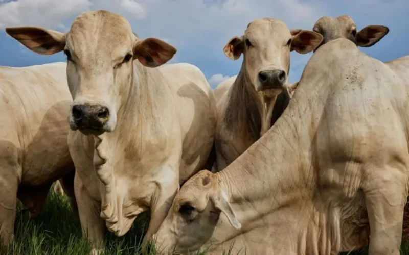 Maroc : les veaux brésiliens détrônent les vaches espagnoles