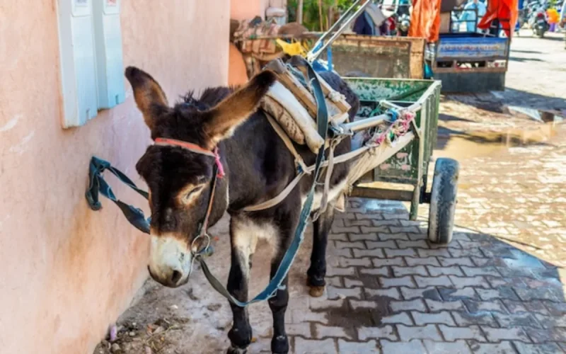 À Souss-Massa, de la viande d'âne a-t-elle été discrètement écoulée ?