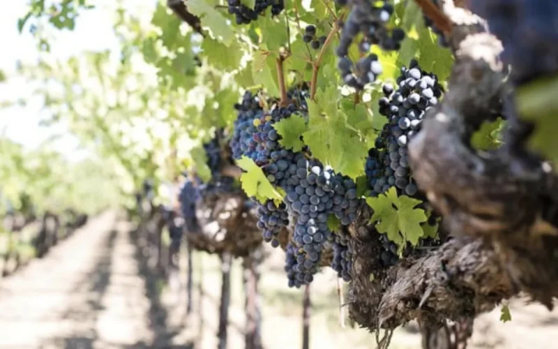 Sous un soleil de plomb, le combat des vignobles marocains