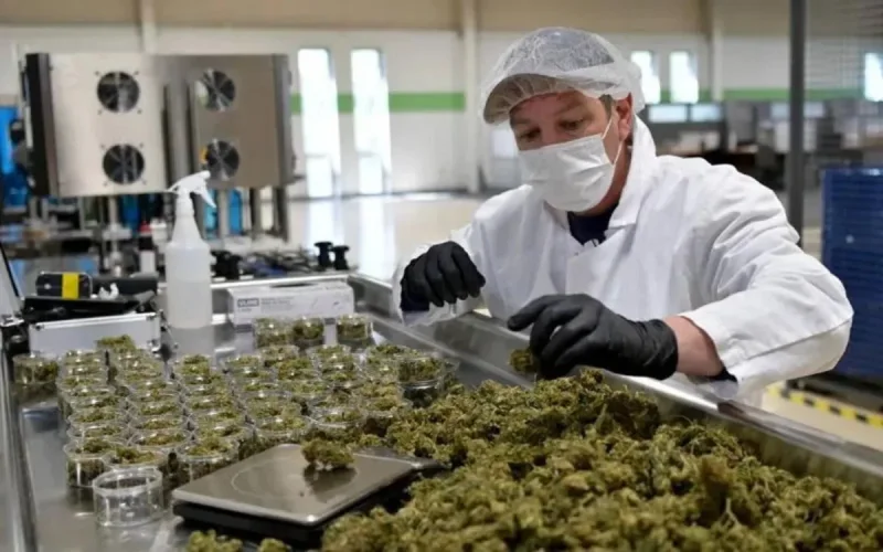 Le Nord du Maroc investit dans l'avenir du cannabis