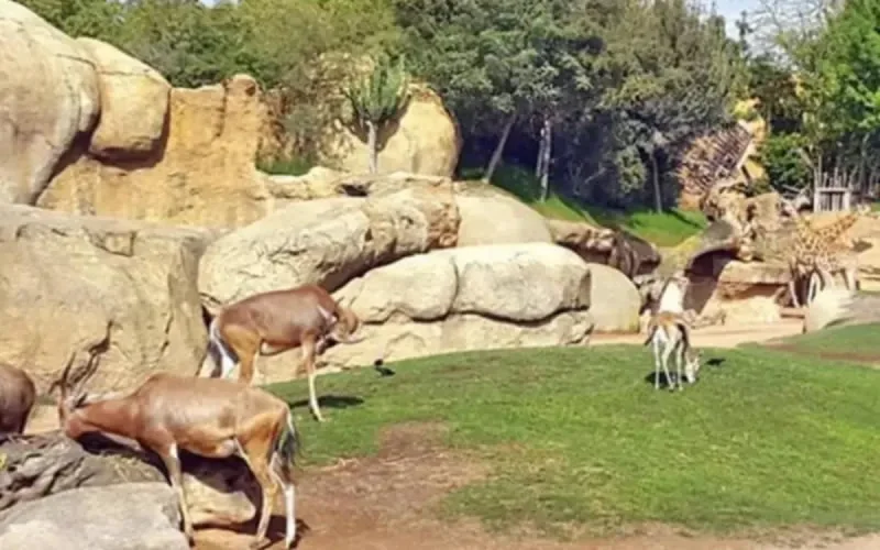 Gratuit, le zoo de Casablanca ouvre très bientôt