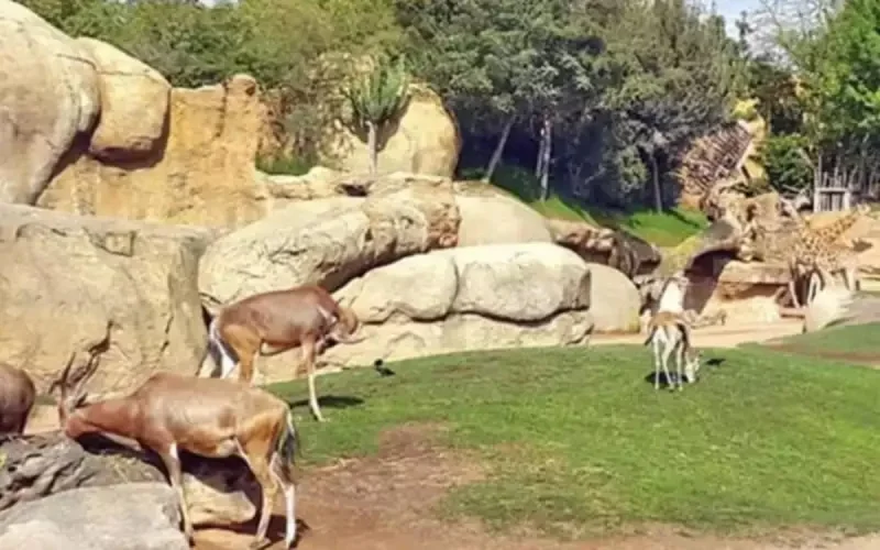 L'impossible ouverture du zoo de Casablanca