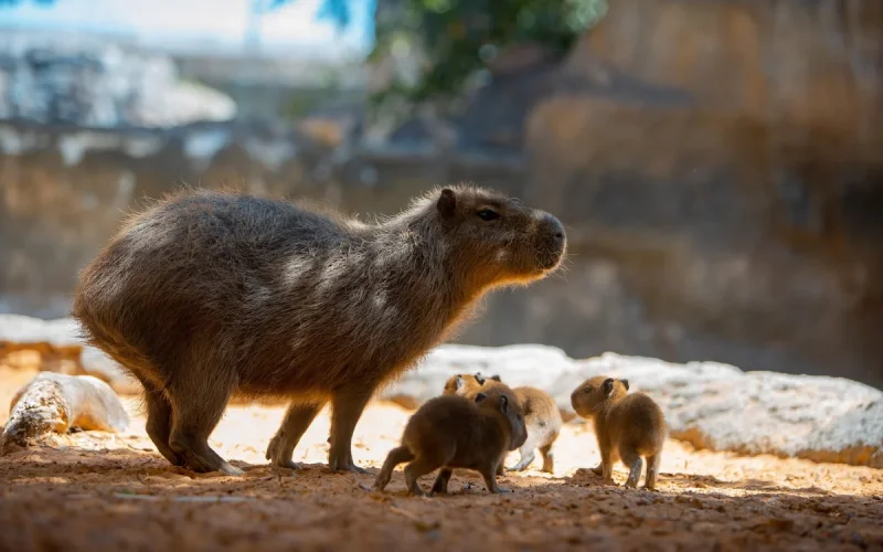 Zoo de Casablanca : ouverture demain et tarifs dévoilés, la polémique persiste