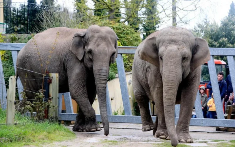 Zoo de Casablanca : la réouverture qui fâche