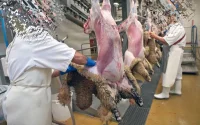 « Les Abattoirs de Casablanca » : le premier établissement public halal au Maroc