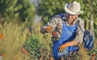 Comment le phosphate marocain s'apprête à sauver l'agriculture américaine