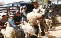 Aïd al-Adha : le Maroc siffle la fin de la récréation pour la vente de moutons