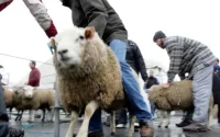 Aïd en Belgique : la polémique de l'abattage rituel enflamme Bruxelles