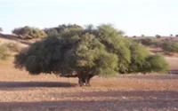 Les Français à la découverte de l'huile d'argan