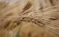 Agriculture : Accord Maroc/Sénégal