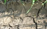 Conséquences de la canicule et de la saison estivale