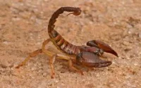 Un antidote mexicain pour le scorpion marocain