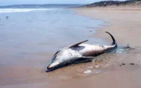 Découverte d'un dauphin mort sur la plage d'Al Hoceima