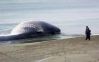 Deux baleines rejetées par la mer à Safi et Agadir