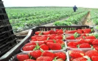 Espagne : 2000 Marocaines pour la cueillette de la fraise