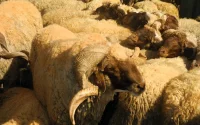 Aid Al Adha : cette année, le mouton coûtera en moyenne 2300 dirhams