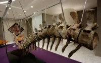 Le Maroc veut récupérer le squelette de dinosaure mis en vente au Mexique (photos)
