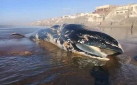 Un rorqual de 13 mètres échoue près de Casablanca (photos et vidéo)