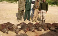 Maroc : le Souss fait la chasse au sanglier