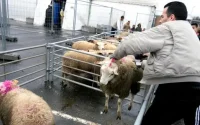 Melilla veut interdire l'importation de moutons marocains
