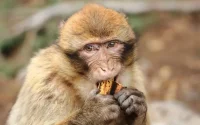 Maroc : la police interroge le tueur d'un singe à El Hajeb
