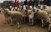 Aid el-Adha : des moutons à prix cassés sur Internet