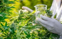 Le cannabis serait efficace contre le coronavirus