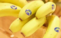 Les Marocains, friands de la banane des îles Canaries