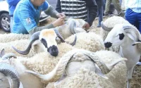 Aïd al Adha : des mesures strictes pour l'organisation du sacrifice