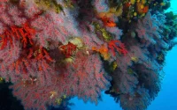 SOS : le corail rouge en danger au Maroc