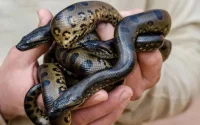 Naissance de 27 bébés anacondas au Croco parc d'Agadir