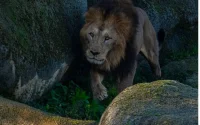 Au zoo de Paris, Volcan, le lion venu du Maroc, peine à s'imposer
