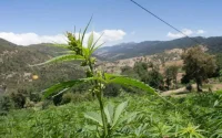Maroc : le projet de loi sur l'usage légal du cannabis en examen ce jeudi