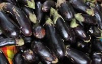 L'aubergine marocaine à la conquête des États-Unis