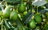 Avocat marocain : -50 % de rendement ! Pourquoi la filière a vécu sa pire saison historique en 2026