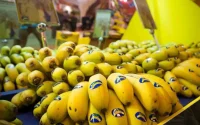 « Destruction déguisée » : les Canaries inondent le marché marocain de bananes