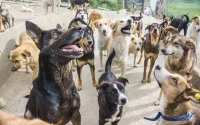 Le Maroc stérilise les chiens errants