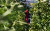 "Le caviar du haschich" : un Belge découvre la culture du cannabis au Maroc
