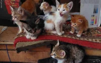 Sauvés, des chats marocains en quête de foyers aimants au Royaume-Uni