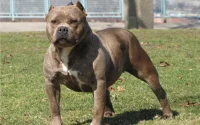 Le Maroc renforce les sanctions contre les chiens dangereux