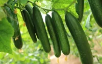 +248 % d'importations : Comment le concombre marocain a littéralement envahi l'Espagne en 10 ans