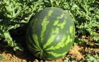 Des agriculteurs marocains appellent à l'aide