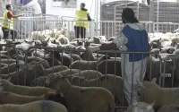Aïd al-Adha 2026 : les musulmans de France attendent l'annonce de l'Arabie saoudite