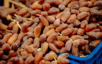 Le Maroc ferme le robinet, les dattes tunisiennes cherchent preneur ailleurs