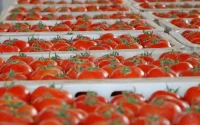 Bruxelles calcule ce que de nouvelles règles pourraient coûter aux tomates marocaines : 195 000 tonnes